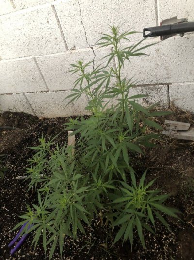 help-identify-this-strain-4.jpeg