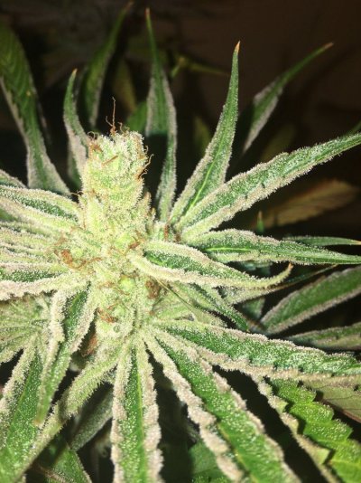 Multi 8-10wk Strain And 2 Autos