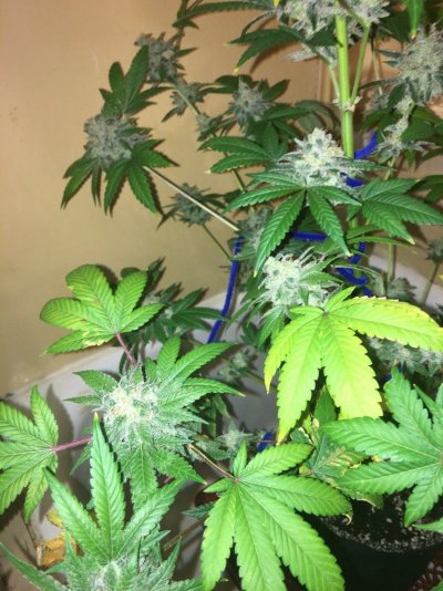 Multi 8-10wk Strain And 2 Autos