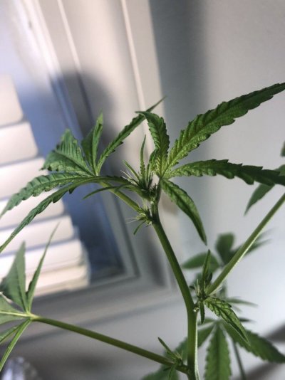 how-does-my-plant-look-far.jpeg
