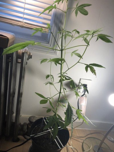 how-does-my-plant-look-far-4.jpeg