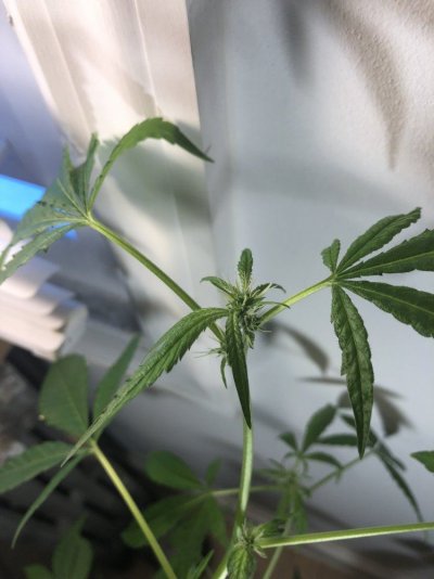 how-does-my-plant-look-far-6.jpeg