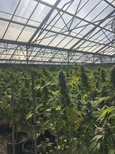 Burning It To Hell Or Deficiency ?