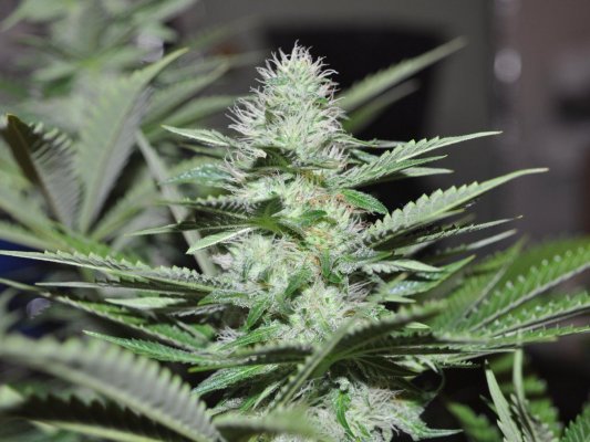 g13haze sfv og (4).JPG