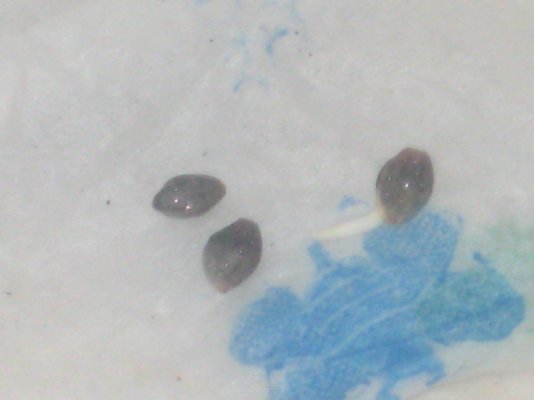 g13h 24hrs in napkin.JPG