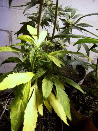 Haze seed grow log