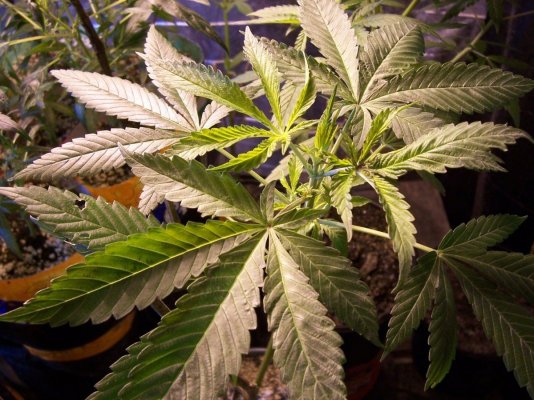 Haze seed grow log