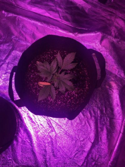 Coco Coir, New Leaves Yellowing And Have Brown Spots