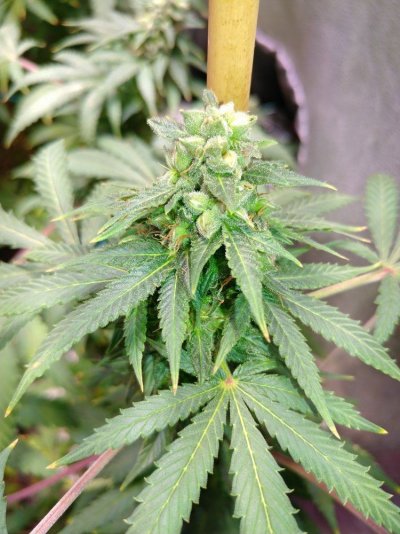 Icemuds Everything Journal: Fem Seed Project, Flowering Plants, Veg And More...