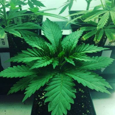 Chocolate Diesel S1 & Ak-47 F1