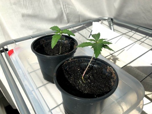 first-grow---need-advise-pics.jpg
