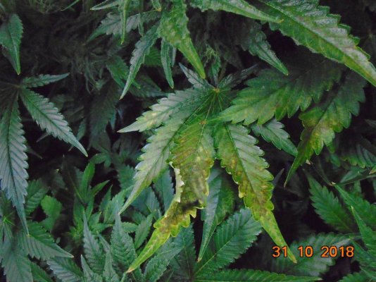 same-problems-again-week-5-flower.jpg