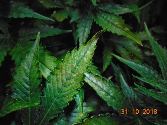 same-problems-again-week-5-flower-2.jpg