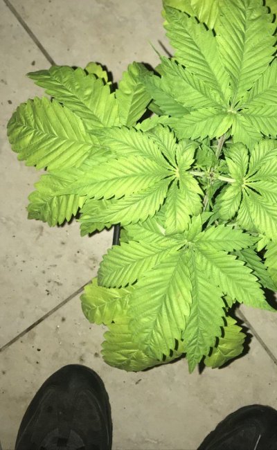 help-with-deficiency-in-coco-coir-medium.jpeg