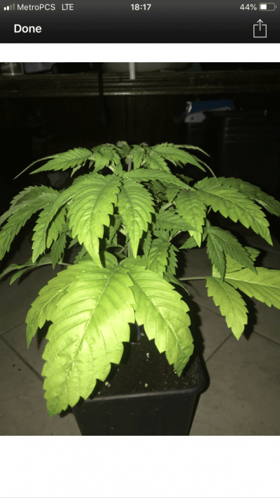 help-with-deficiency-in-coco-coir-medium-2.png