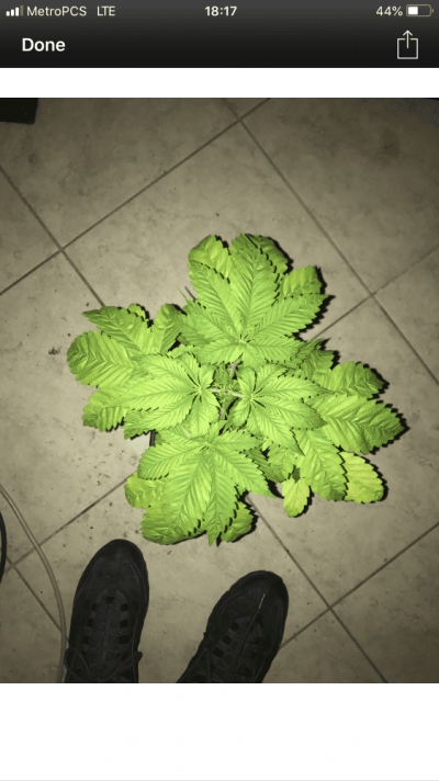 help-with-deficiency-in-coco-coir-medium-3.png