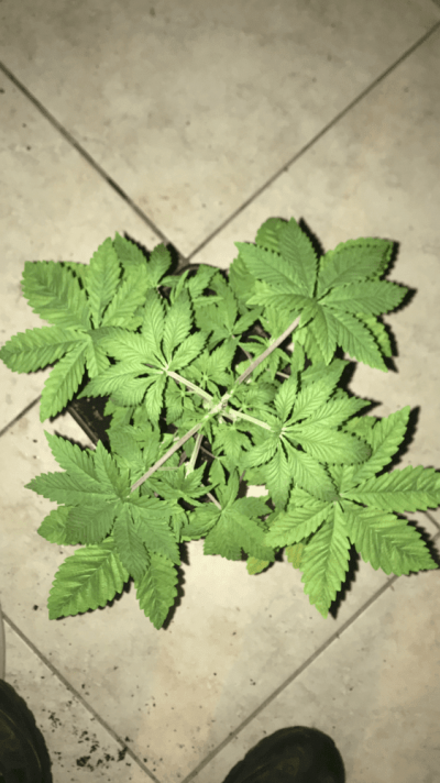 help-with-deficiency-in-coco-coir-medium-4.png