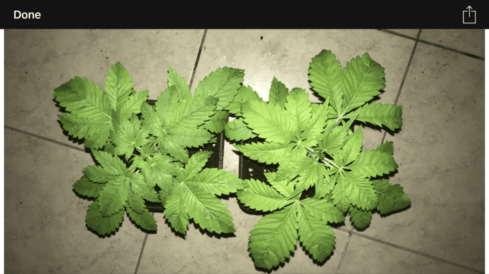 help-with-deficiency-in-coco-coir-medium-5.png