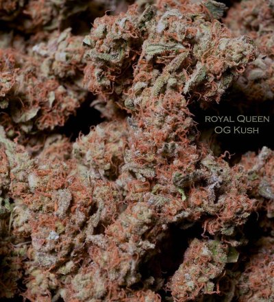 11-6 rq  og.jpg