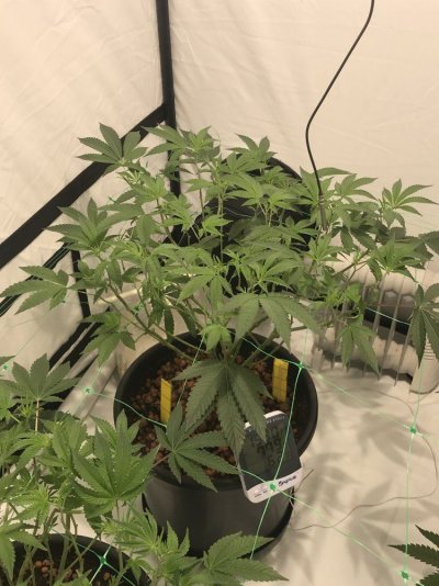 First Grow, New To The Farm. La Kush Cake By Seed Junky In Clay Pebbles/coco 60/40