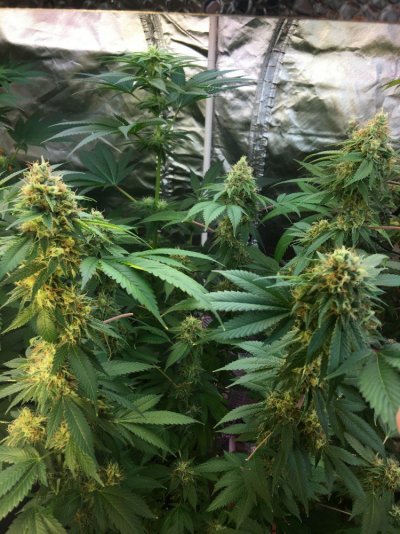 What Is Your Favorite Strain At The Moment (growing & Smoking)?