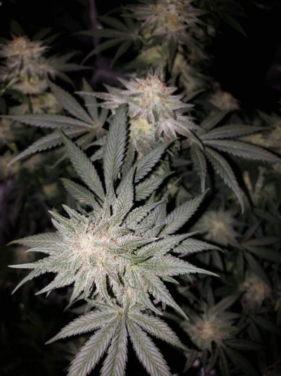 first-grow-week-6-of-flower-2.jpeg