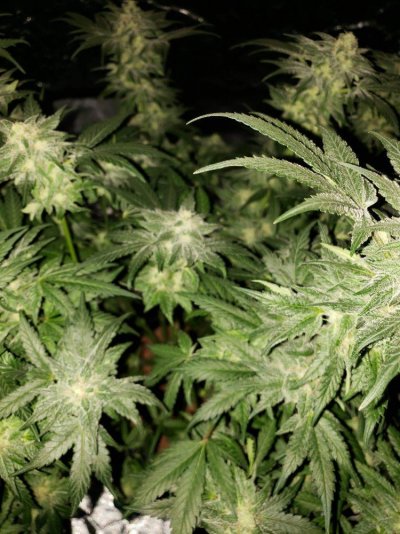 first-grow-week-6-of-flower-4.jpeg
