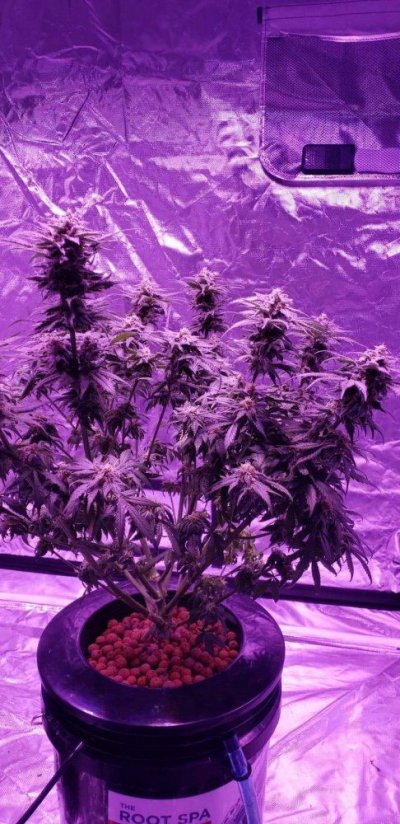 first-grow-week-6-of-flower-5.jpeg