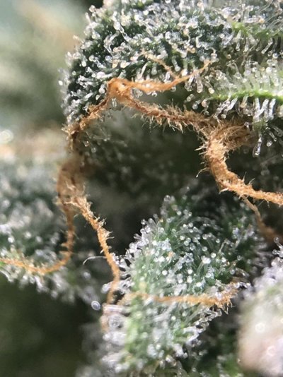 Ready For Harvest?