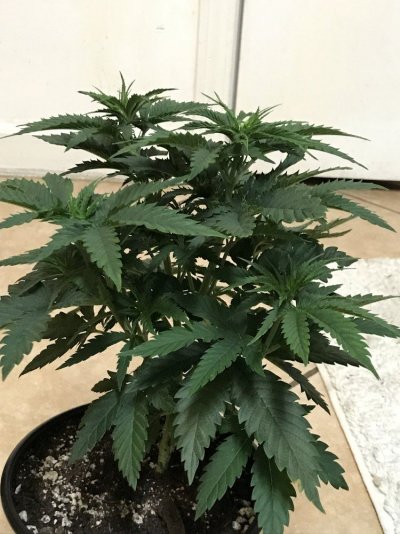 First Grow In A Long Time.