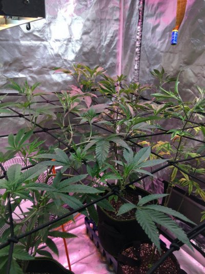 Multi 8-10wk Strain And 2 Autos