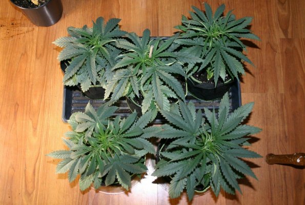 Homemade Hybrids