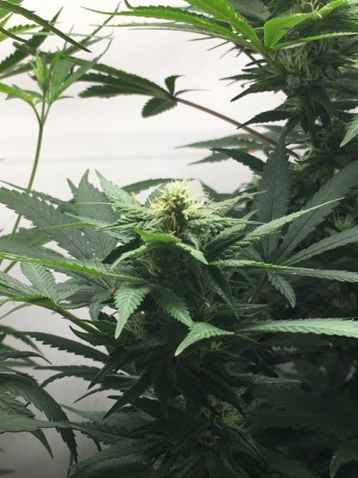 Chocolate Diesel S1 & Ak-47 F1