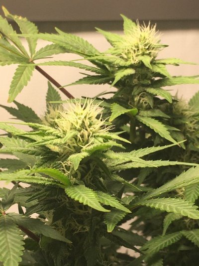 Chocolate Diesel S1 & Ak-47 F1