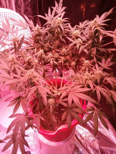 Can Someone Help Me With My Droopy Leaves
