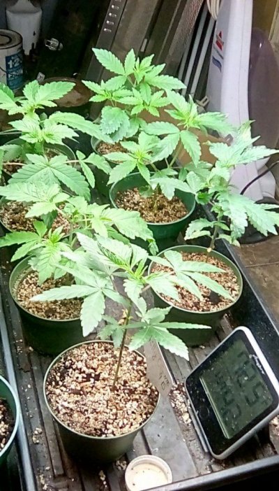 Dankden Support Group Cgo (collaborated Growop)