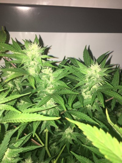 Chocolate Diesel S1 & Ak-47 F1