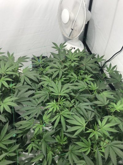 First Grow, New To The Farm. La Kush Cake By Seed Junky In Clay Pebbles/coco 60/40