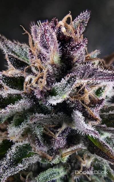 Doobies' Summer 2018 All Black Grow
