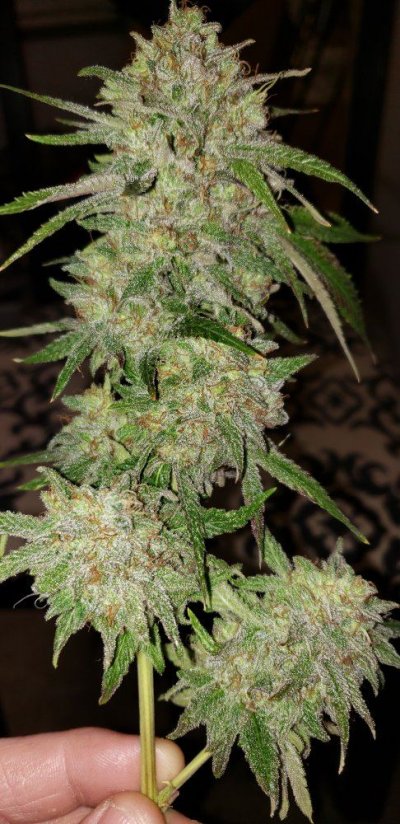 Bodhi Seeds Thread.