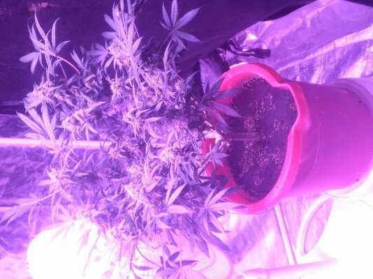First Grow - Need Advise! (pics)