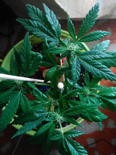 What To Expect ? 12/12 From Seed