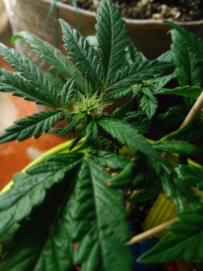 What To Expect ? 12/12 From Seed