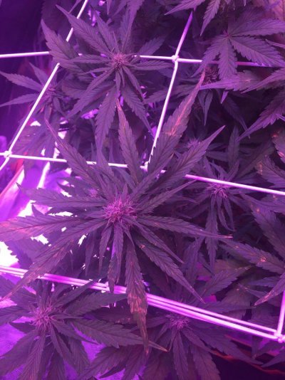 new-problem-my-6th-grow.jpg