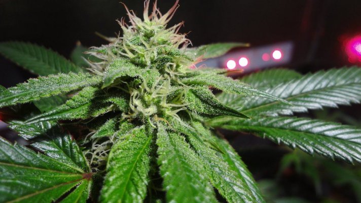 Banana Og Day 39 Led Coco Grow