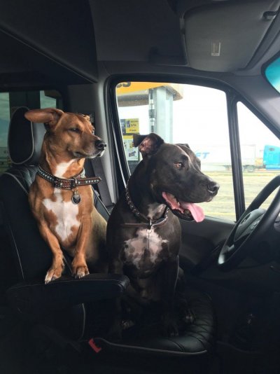 Doggies