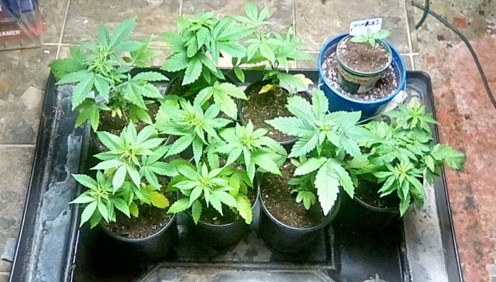 Dankden Support Group Cgo (collaborated Growop)
