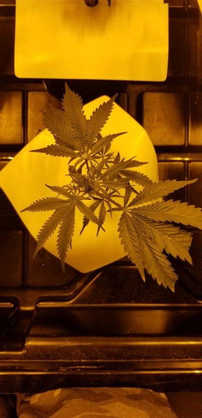 first-grow-in-new-room-and-its-all-wedding-cake-7.jpg
