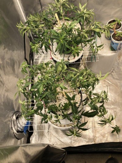 Blueberry Kush - Submission Training - Round Two