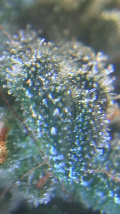 Let's See Your Frostiest Flowers